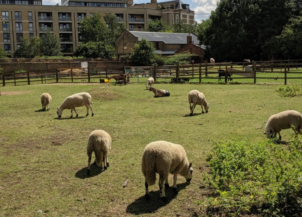 Hackney City Farm - Sheep