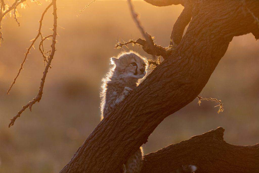 Cheetah cub climing a tree