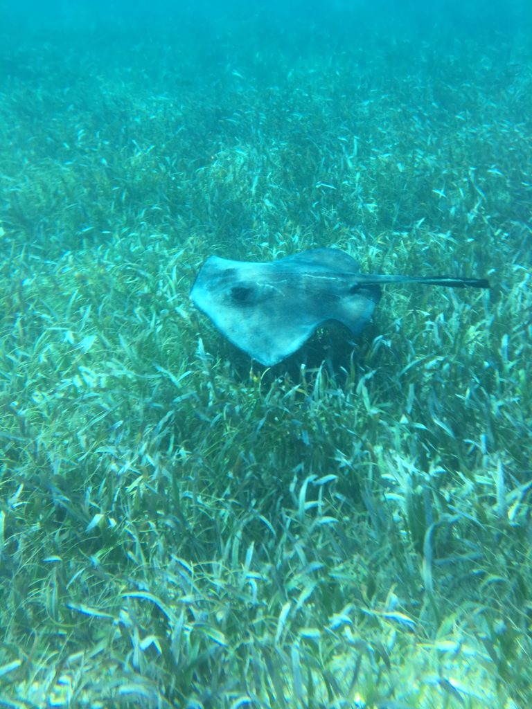Sting ray in the ocean